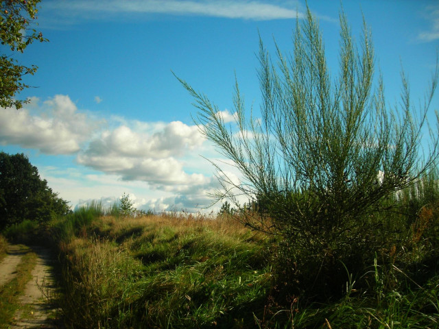 Grassy field dirt road blue free wallpaper - medium preview image