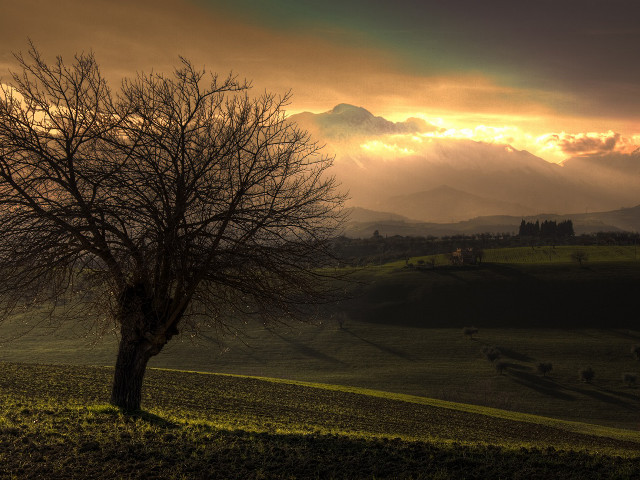 Tree field sunset clouds sky #4 free wallpaper - medium preview image