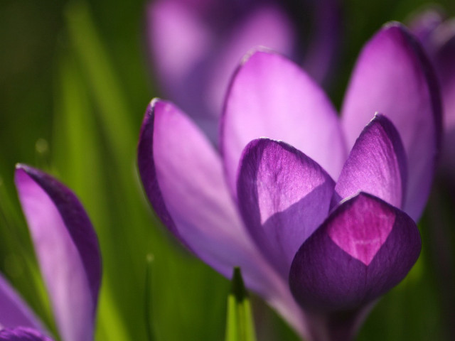 Purple flower green leaves pink #2 free wallpaper - medium preview image