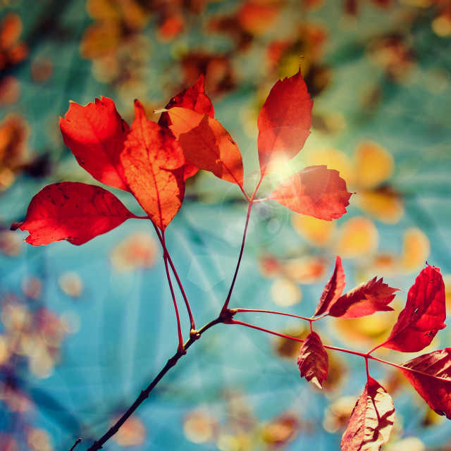 Red leaves blue sky sunset free wallpaper - medium preview image