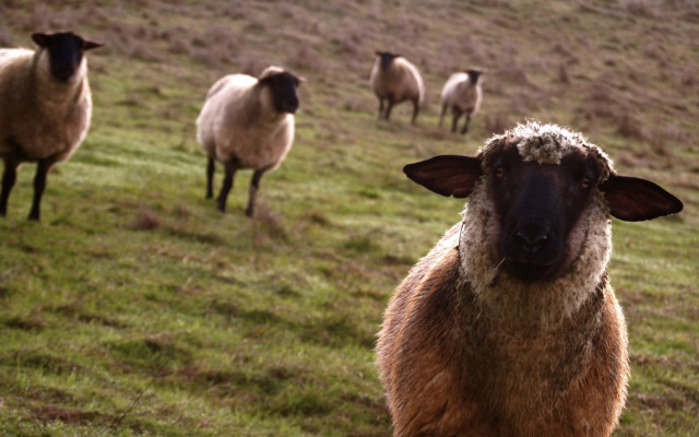 Herd sheep lush green field #2 free wallpaper - medium preview image
