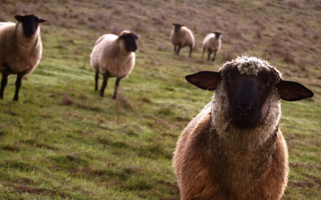 Herd sheep lush green field #3 free wallpaper - medium preview image