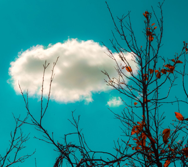 Cloud tree branch leaves blue free wallpaper - medium preview image