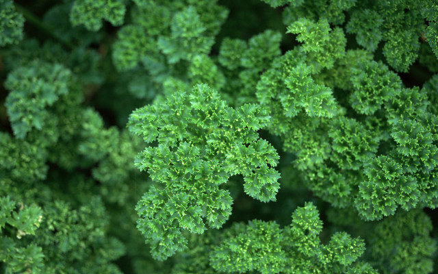 Green plants leaves closeup background free wallpaper - medium preview image