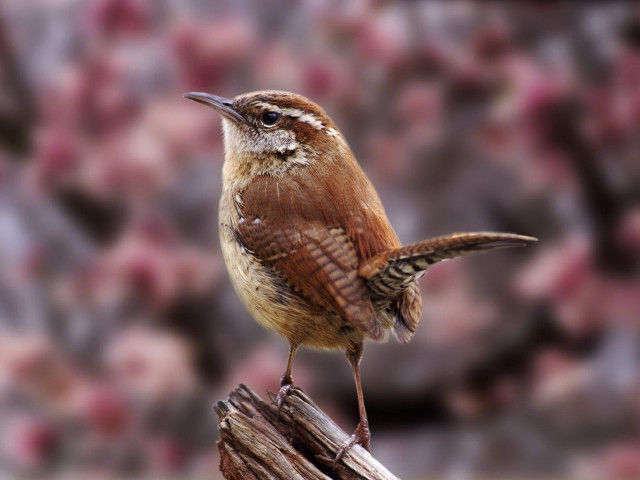 Small bird on wooden post free wallpaper - medium preview image
