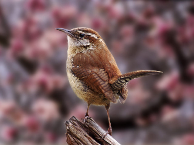 Small bird wooden post bokeh free wallpaper - medium preview image