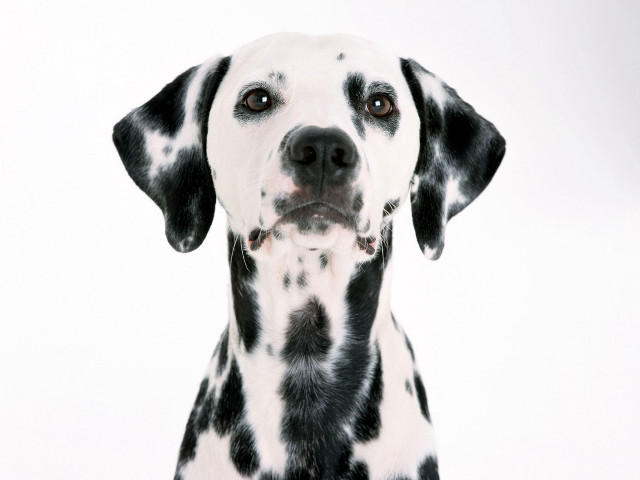 Dalmatian sad dog white background free wallpaper - medium preview image