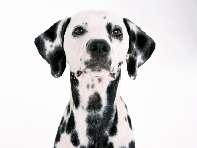 Dalmatian sad dog white background #3 free wallpaper - medium preview image