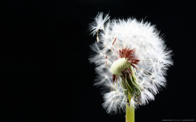 Dandelion black background white flower #3 free wallpaper - medium preview image