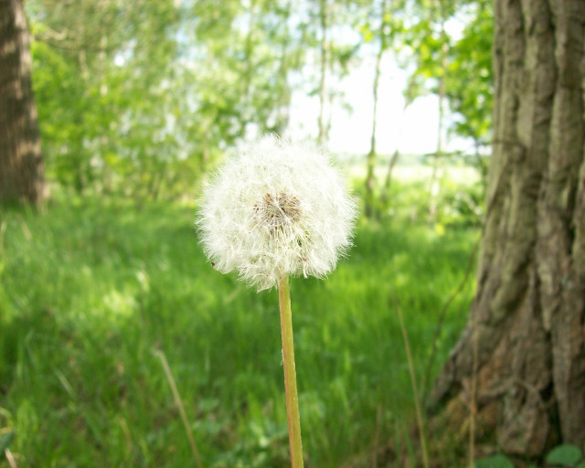 Dandelion field grass tree trunk free wallpaper - medium preview image