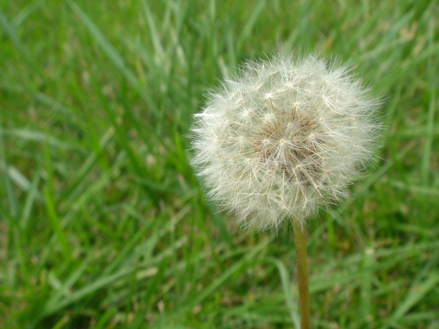 Dandelion field grass blurry background #5 free wallpaper - medium preview image