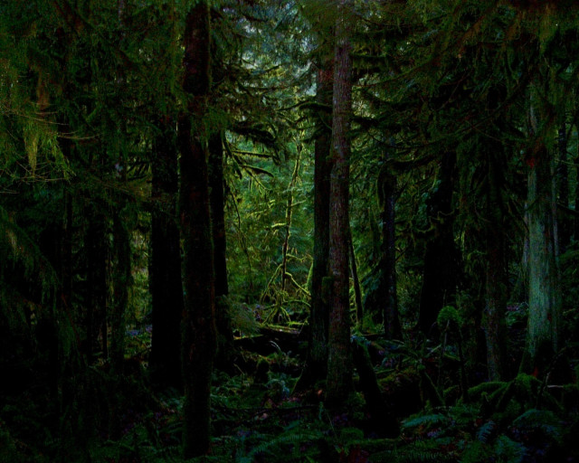 Tall trees green plants forest #3 free wallpaper - medium preview image