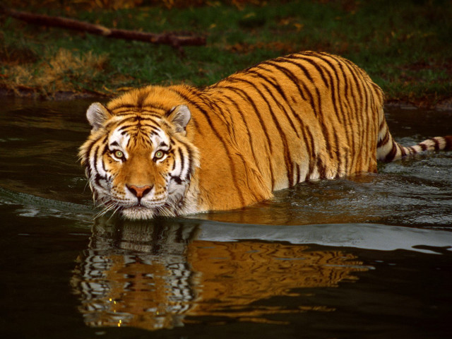 Tiger walking through water in free wallpaper - medium preview image