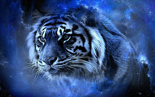 Tiger staring camera blue background free wallpaper - medium preview image