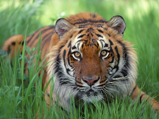 Tiger laying tall grass looking free wallpaper - medium preview image