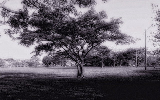 Black white tree park kite #3 free wallpaper - medium preview image