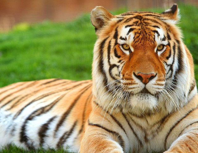 Tiger laying grass eyes closed #2 free wallpaper - medium preview image