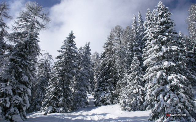 Snowy landscape trees blue sky #4 free wallpaper - medium preview image