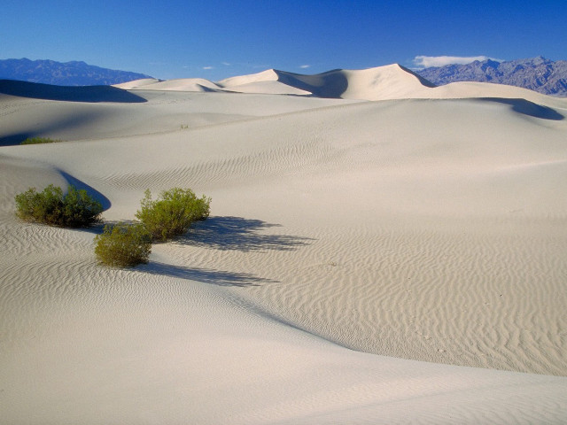 Lone plant desert landscape mountains #2 free wallpaper - medium preview image