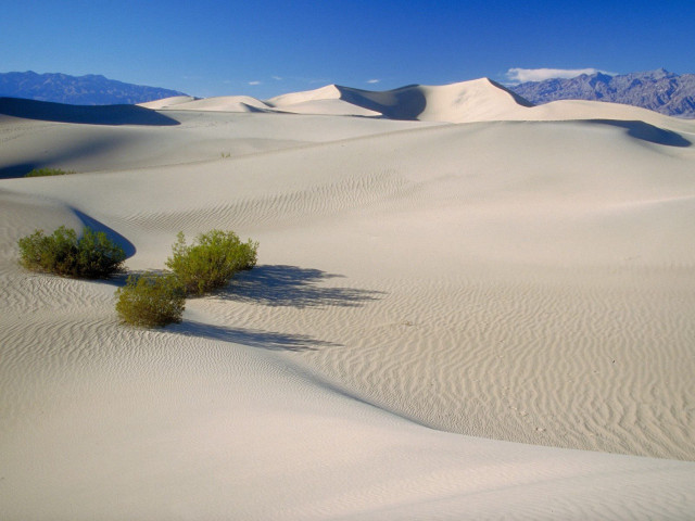 Lone plant desert landscape mountains #3 free wallpaper - medium preview image