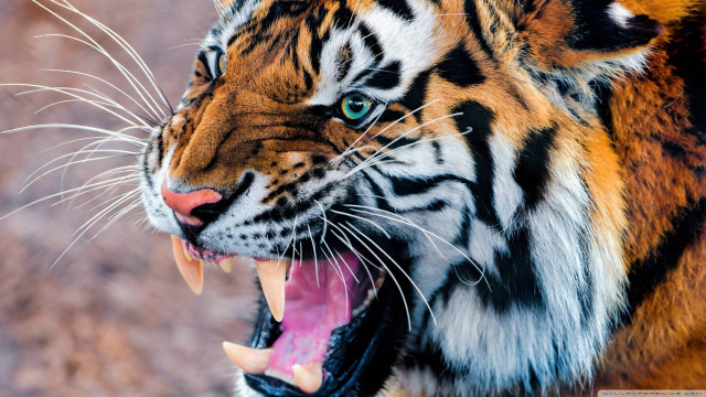 Tiger mouth open teeth wide #3 free wallpaper - medium preview image