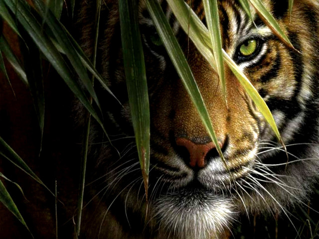 Tiger hiding tall grass serious free wallpaper - medium preview image