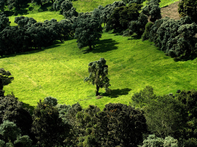 Green field trees cows grazing #5 free wallpaper - medium preview image