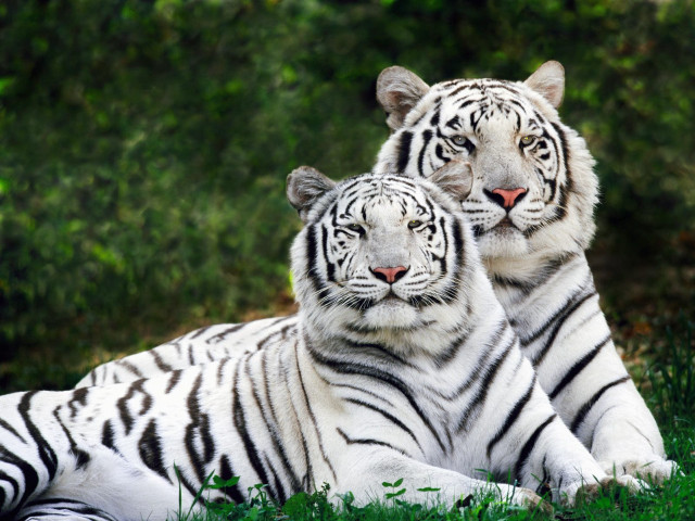 Two white tigers laying grass #3 free wallpaper - medium preview image