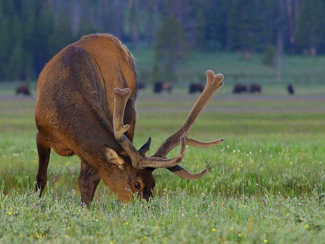 Elk grazing field grass antlers free wallpaper - medium preview image