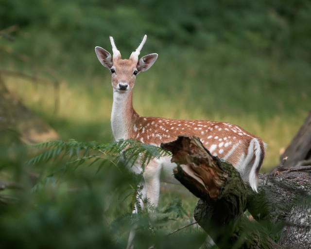 Deer forest tree branch log #3 free wallpaper - medium preview image