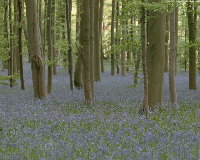 Forest blue flowers grass trees #2 free wallpaper - medium preview image