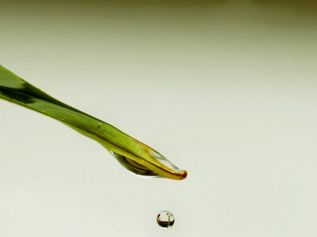 Water drop green stem macro free wallpaper - medium preview image