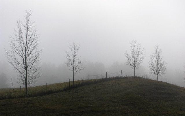 Grassy hill trees fog background free wallpaper - medium preview image