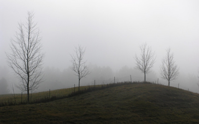 Grassy hill trees fog background #3 free wallpaper - medium preview image