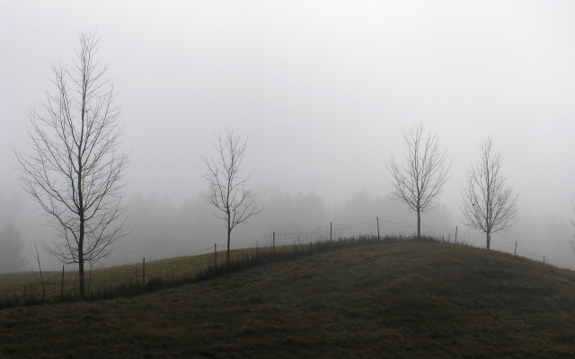 Foggy hillside trees fence bare free wallpaper - medium preview image