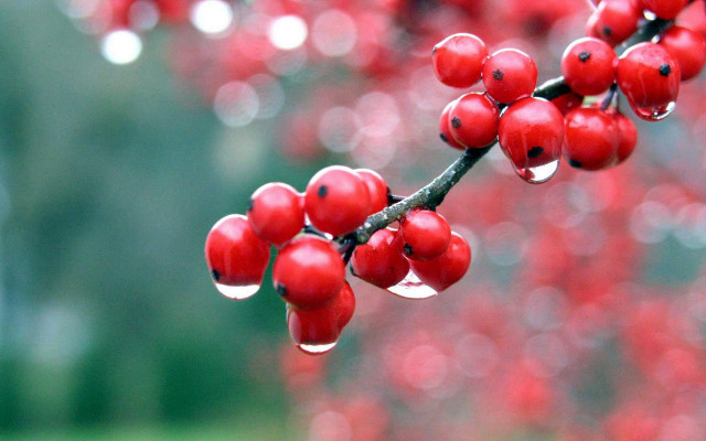 Branch red berries leaves water free wallpaper - medium preview image
