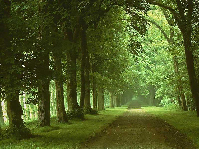 Dirt road surrounded by trees #3 free wallpaper - medium preview image