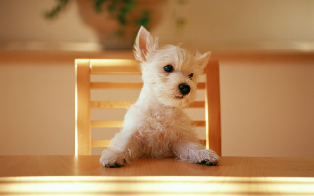 Small white dog on wooden free wallpaper - medium preview image