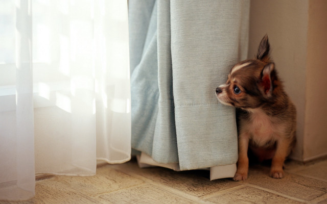 Small dog peeking curtain head #2 free wallpaper - medium preview image
