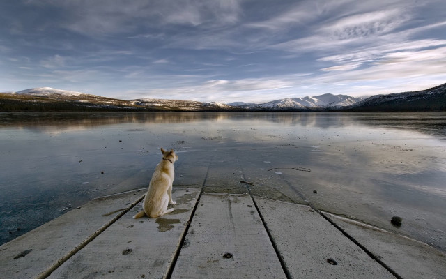 Dog dock lake mountains cloudy free wallpaper - medium preview image