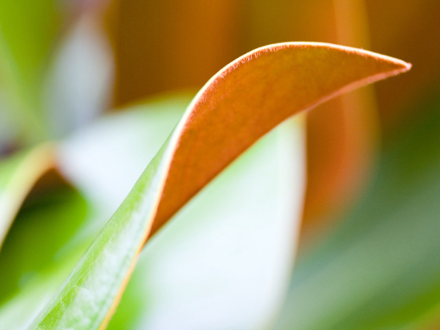 Green leaf close up blurry free wallpaper - medium preview image