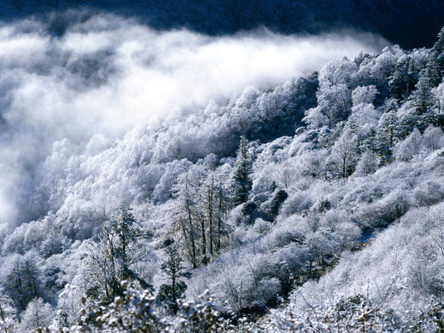 Snowy mountain clouds trees foreground free wallpaper - medium preview image