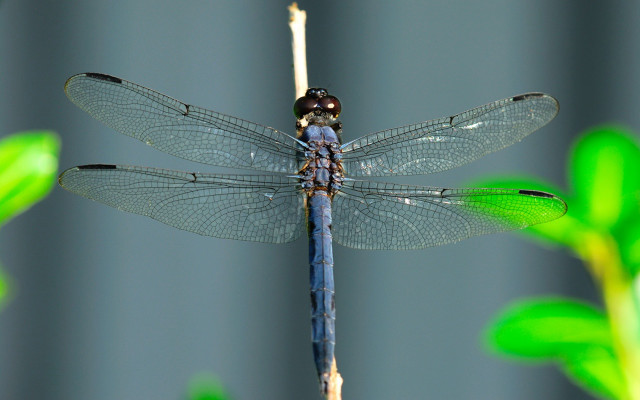 Blue dragonfly plant green stem #2 free wallpaper - medium preview image