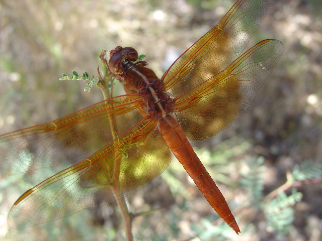 Dragonfly plant sunlight forest area free wallpaper - medium preview image