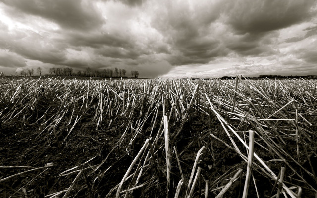 Field grass clouds sky background #2 free wallpaper - medium preview image