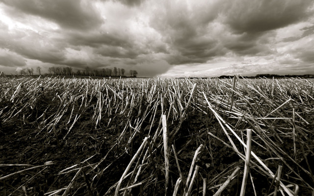 Stormy cloudy sky grass bare free wallpaper - medium preview image