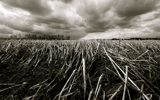 Field grass clouds sky background #3 free wallpaper - medium preview image