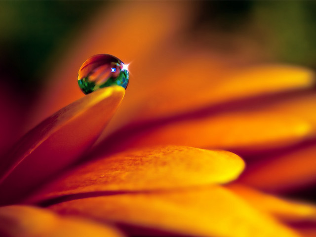 Close up flower water drop #2 free wallpaper - medium preview image