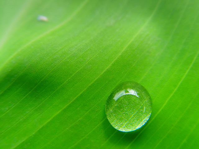 Water drop green leaf white #3 free wallpaper - medium preview image