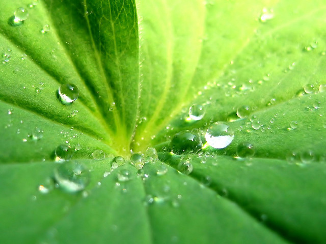 Green leaf water droplets foreground free wallpaper - medium preview image